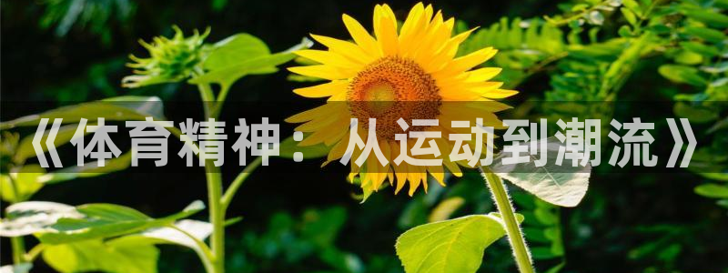 JJB竞技宝官方正版app娱乐代理怎么样